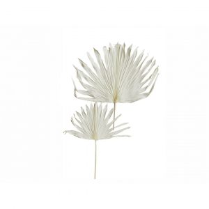 Set 2 Hojas Palma Blanca 72-58cm