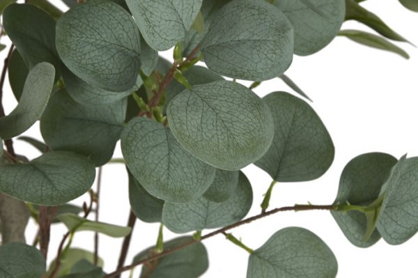 Planta Eucalipto Verde 50x120cm. - Imagen 2
